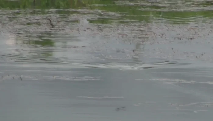 Switch to medium-speed baits (Spooks, walking frogs) as water warms (late spring/early summer).