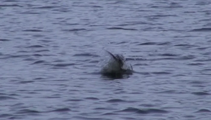 Employ fast-speed baits (Incred frogs, Whopper Ploppers, Buzzbaits) when water temperature is high (summer) and fish are actively feeding.