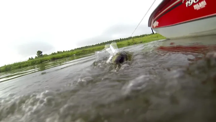 Use silent baits (Spooks, frogs) when the water is calm.