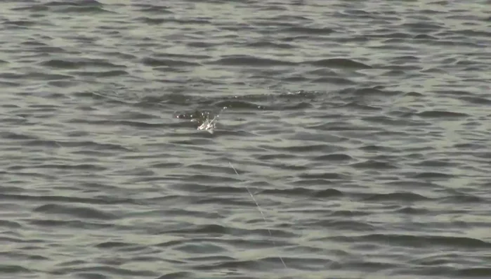 Switch to medium noise level baits (Whopper Ploppers) as wind picks up.