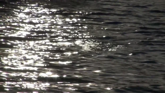 Utilize high noise level baits (Buzzbaits, Pompano) when the wind is strong (10mph+).