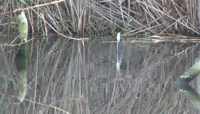 Use slow-moving baits (popping frogs, poppers) when water temperature is cold (spring).