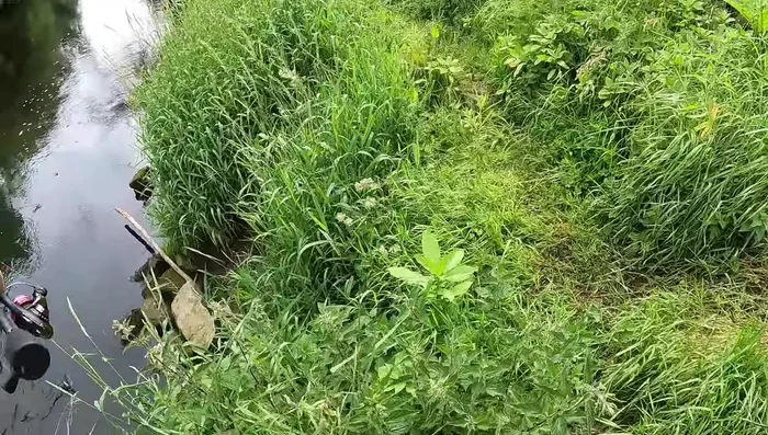 Catches a chub on a jerkbait.