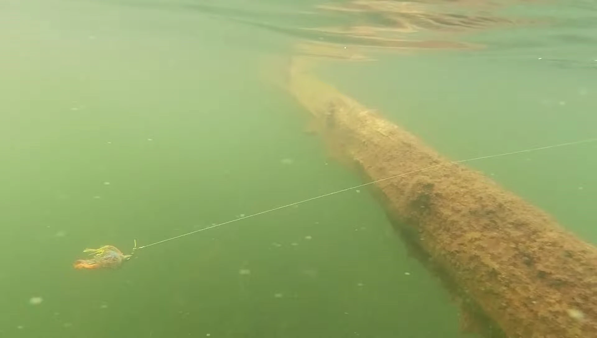 Chatterbait hitting cover.