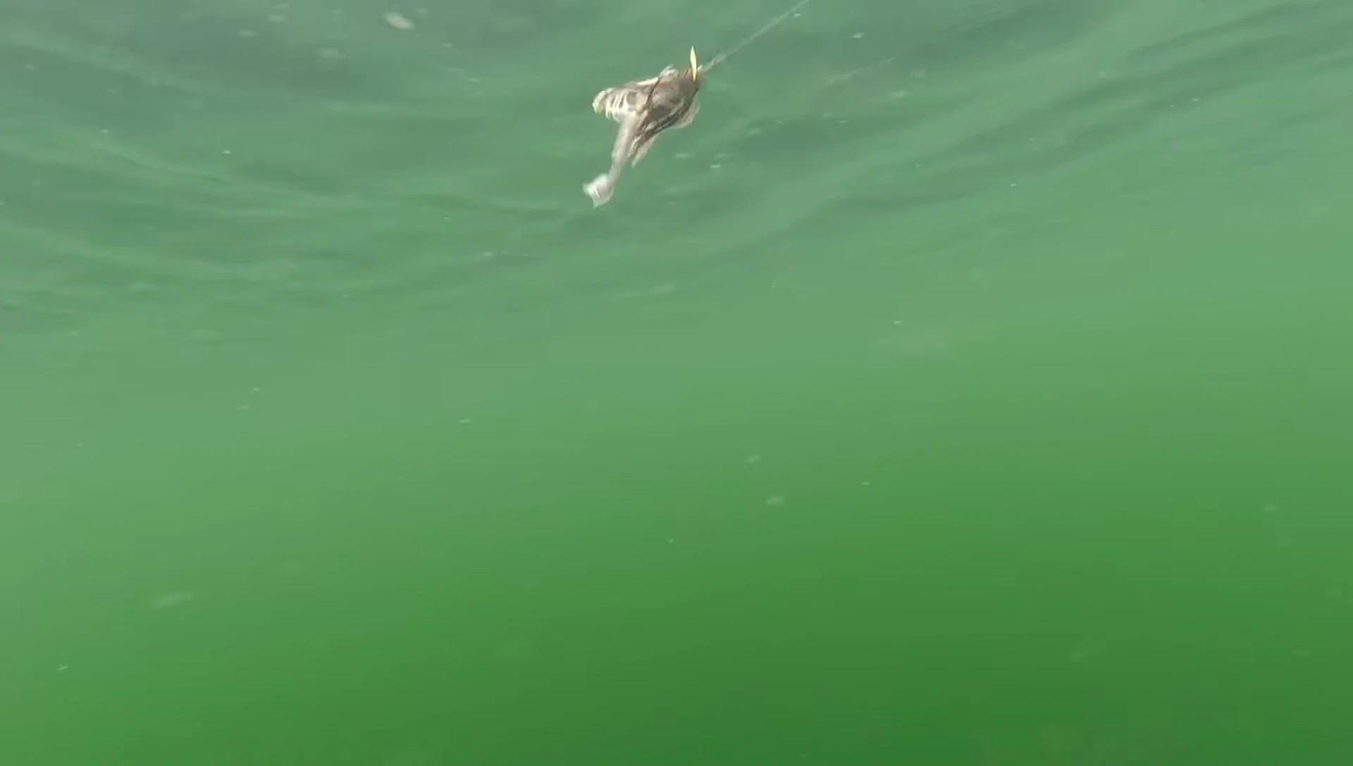 Angler demonstrating a side-to-side rod movement.