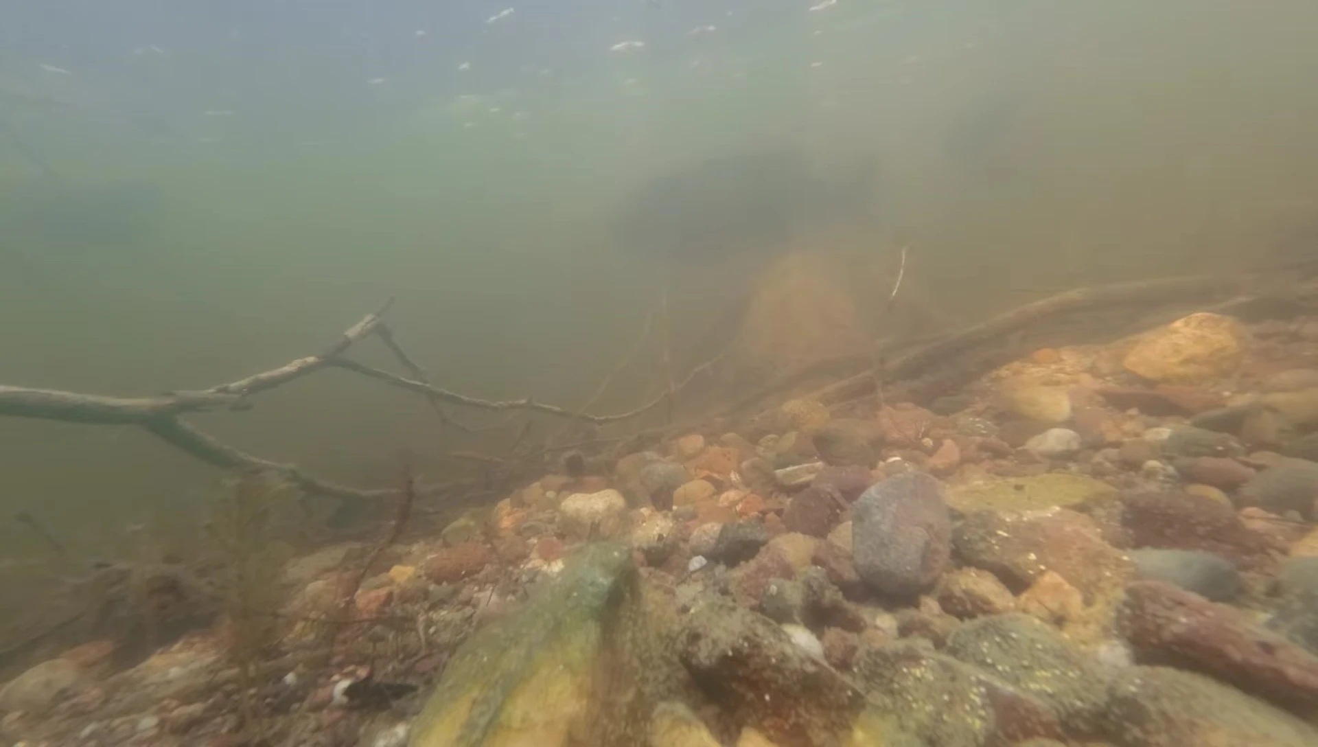 Angler demonstrating a slow retrieve near vegetation.