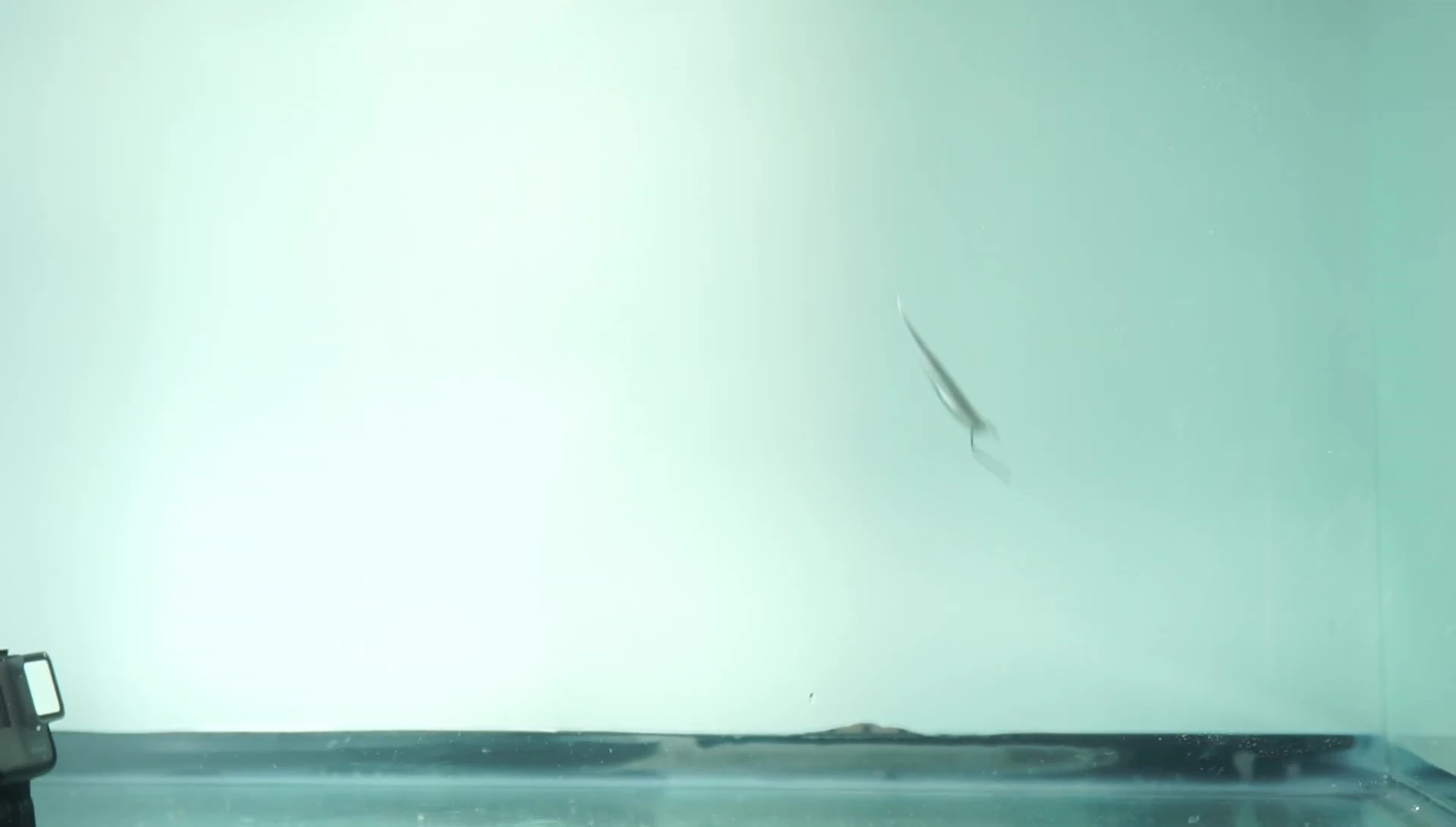 Zoom Tiny Fluke underwater footage