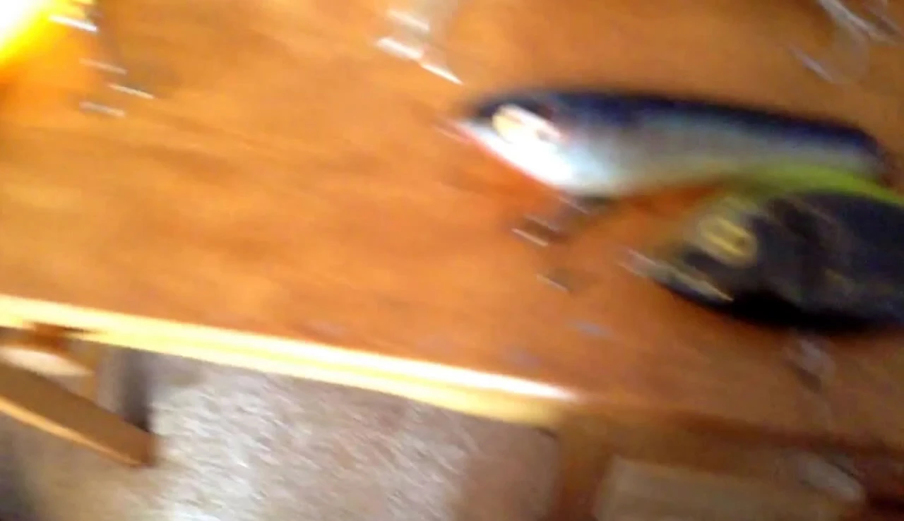 Another spinning lure with different color scheme