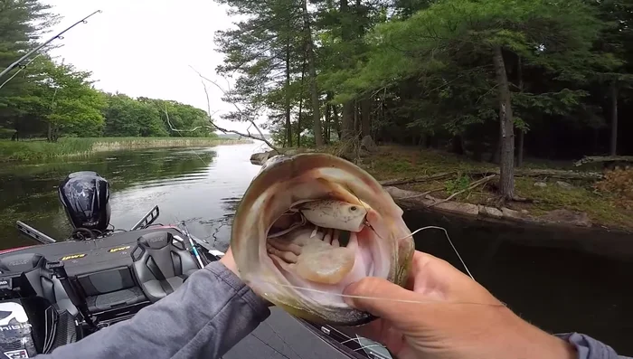 Know When to Set the Hook: Observe the fish's behavior. Wait for the frog to fully disappear before setting the hook.