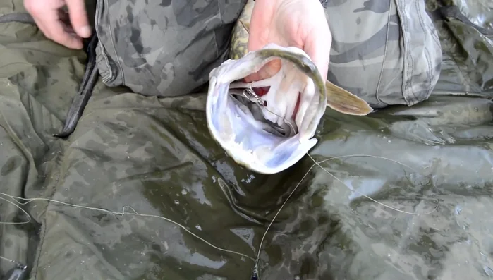 Tilt the gill plate back to open the fish's mouth and expose the hooks.