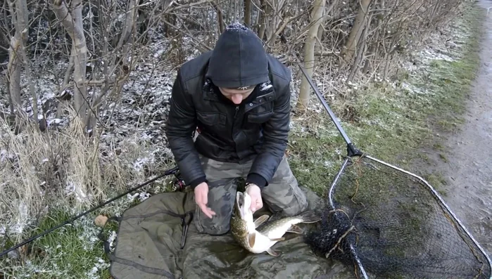 Locate the hooks. If uncertain, gently open the pike's mouth.