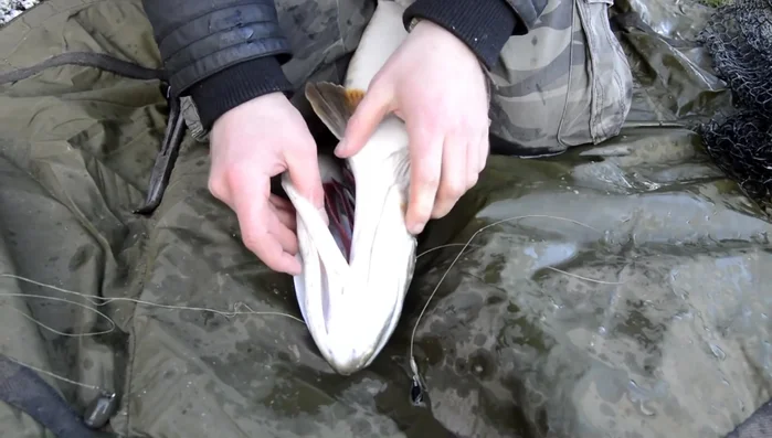 Grip the tough, bony area underneath the gill plate.