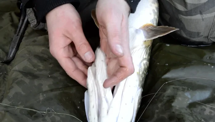Grip the tough, bony area underneath the gill plate.