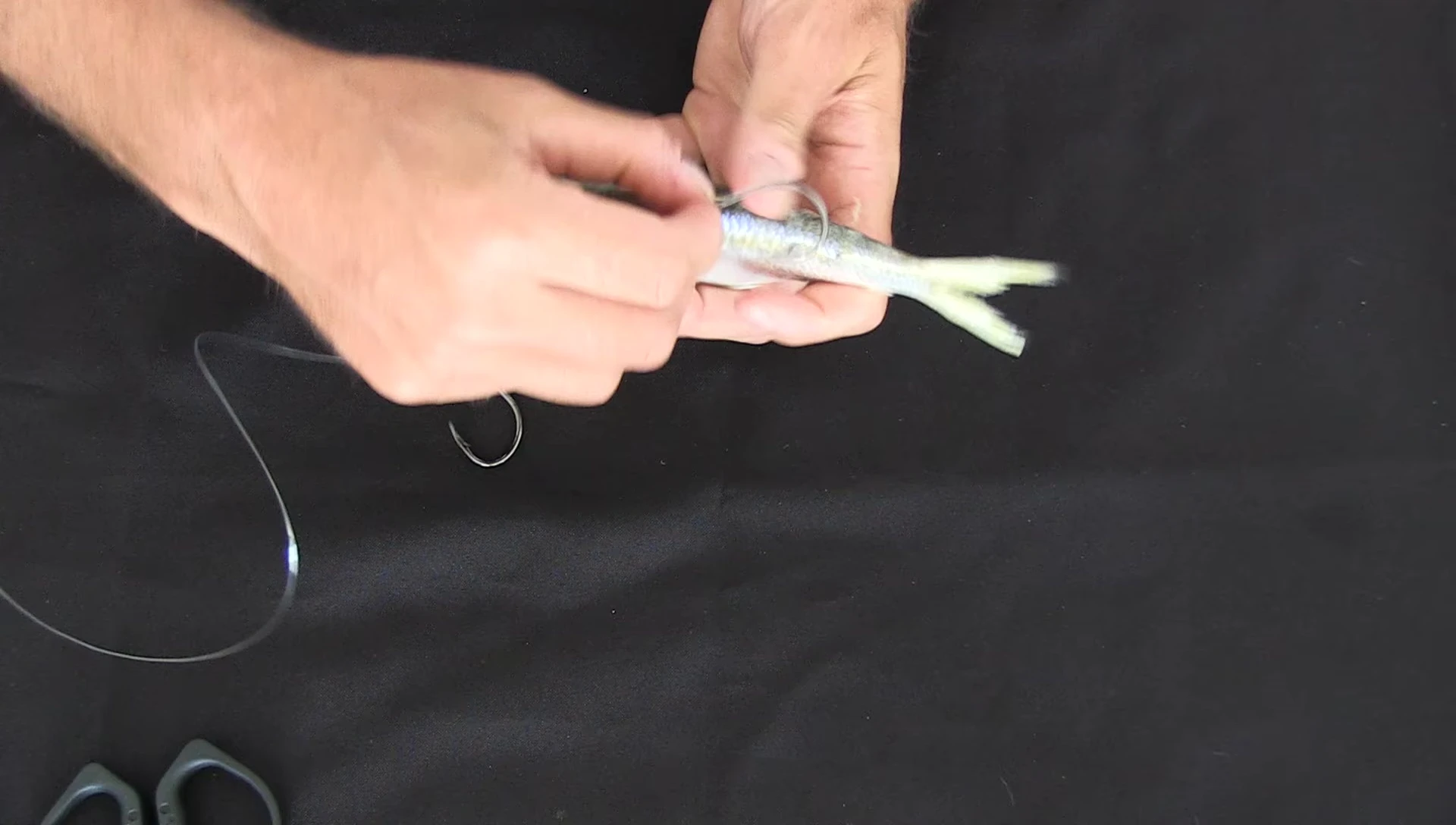 Hook position relative to the bait