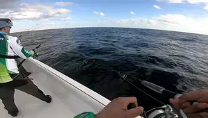 Shimano Stradic FL, Penn Battle II, & Shimano Saragosa: A Reel Comparison