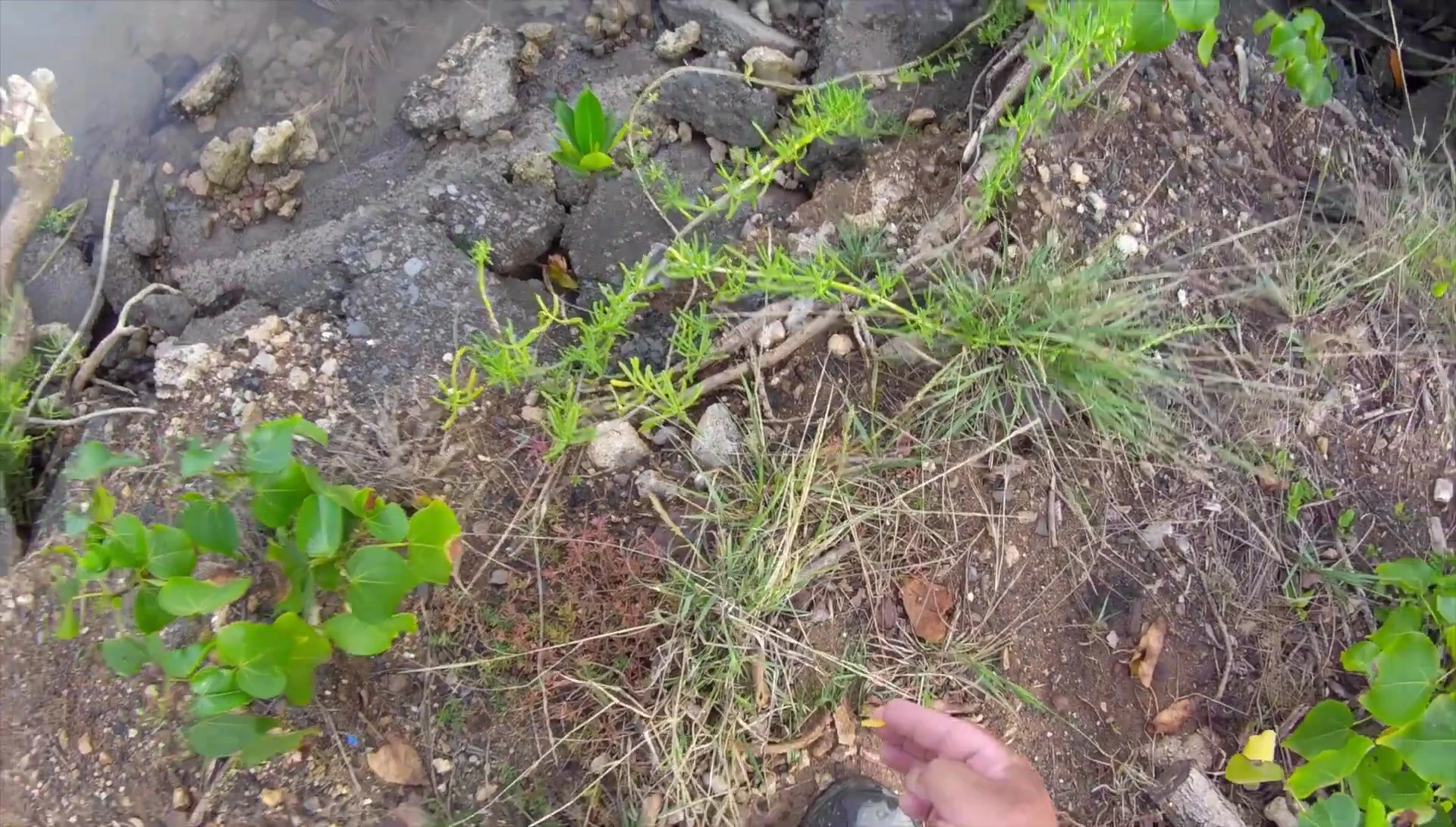 Close up of the 'All Baby' lure