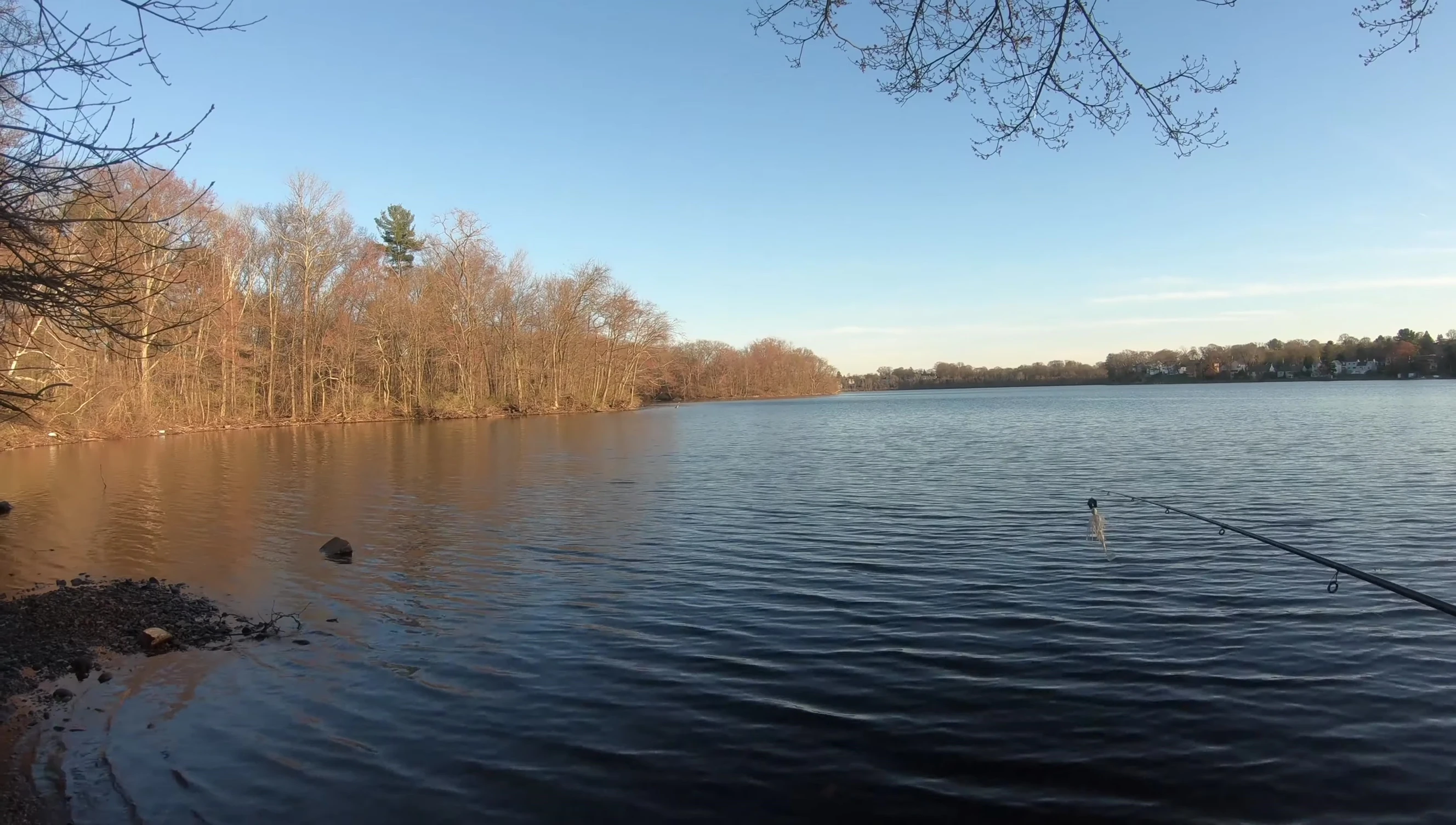 Observation of a bird, linking it to fish behavior.