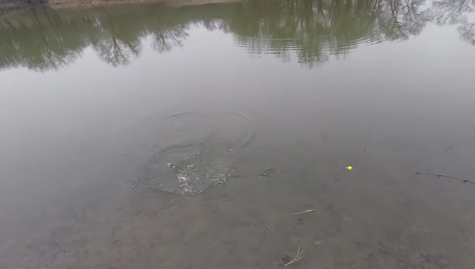 The angler reeling in a bass.
