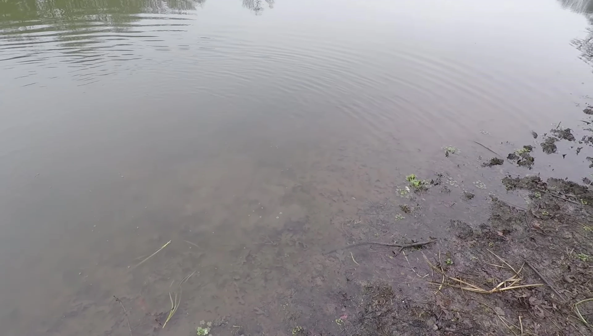 The angler struggling to land the bass in the vegetation.