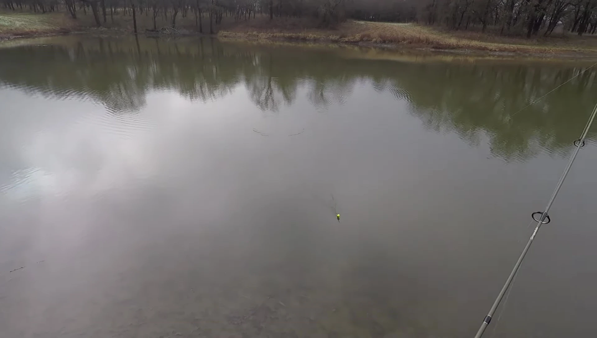 A turtle interacting with the lure.