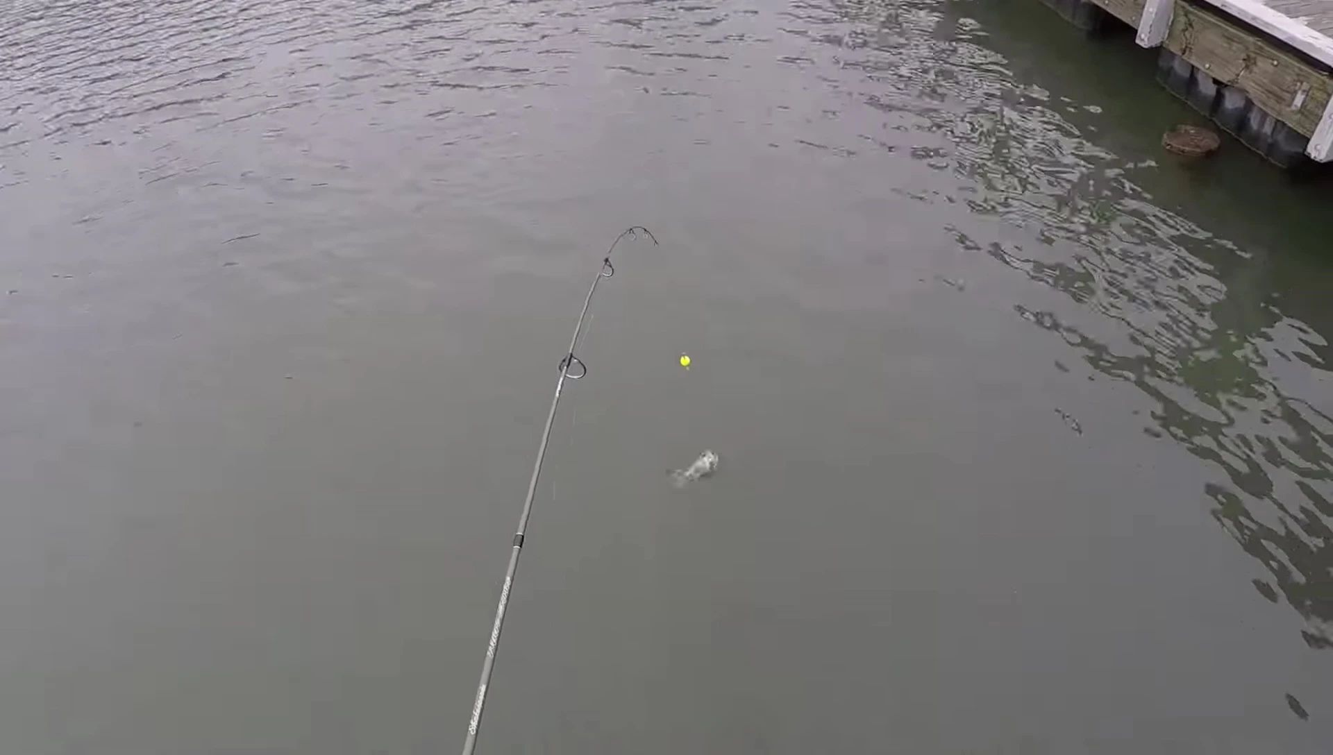 The angler showing a caught fish.