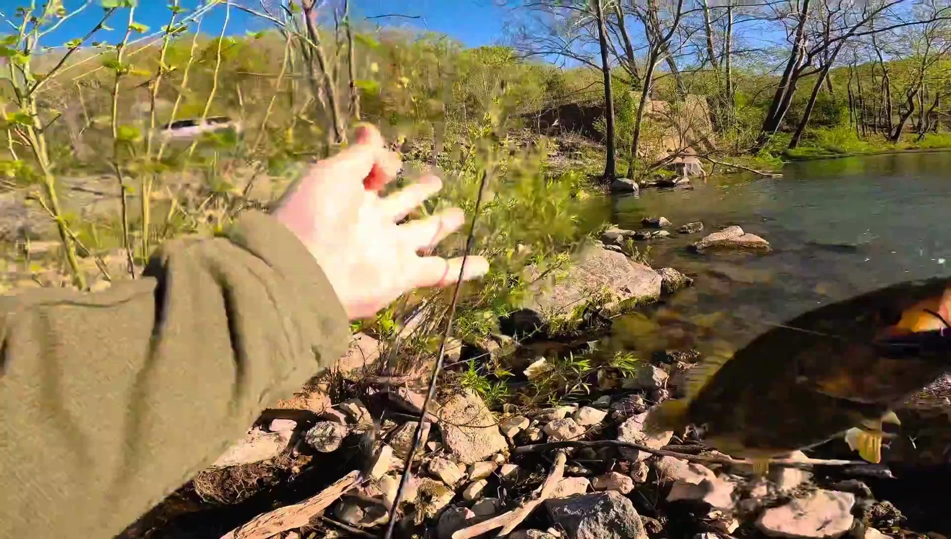 Landing a larger fish.