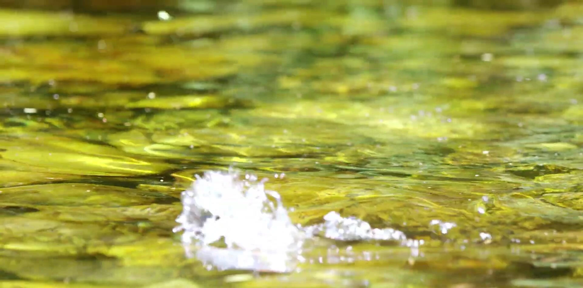 Highlighting the Wide Open cast net’s size and mesh