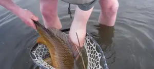 Fishpond Nomad Hand Net Review: Durable, Versatile, and Worth the Price?