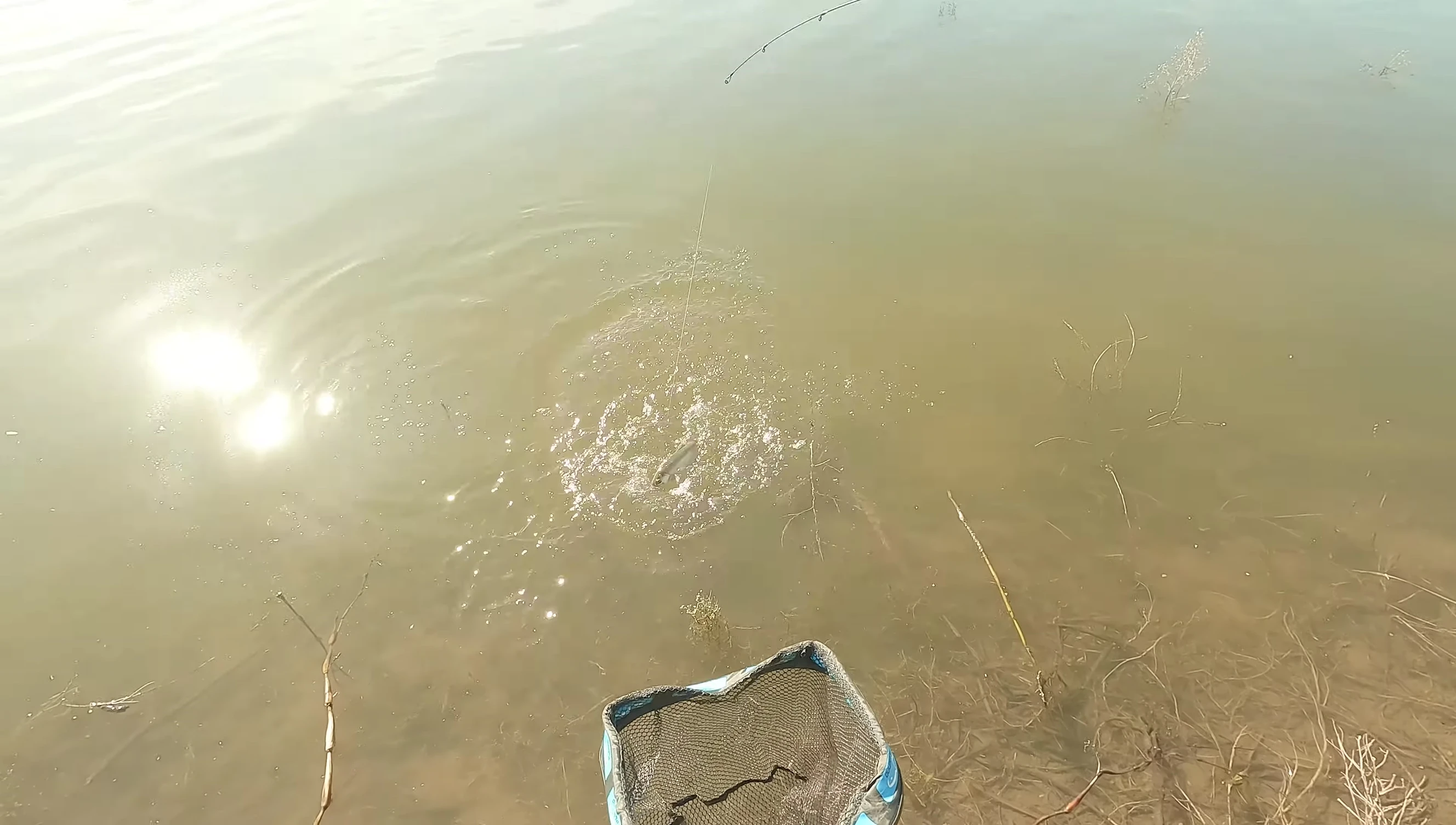 The reviewer using the net to land a fish.