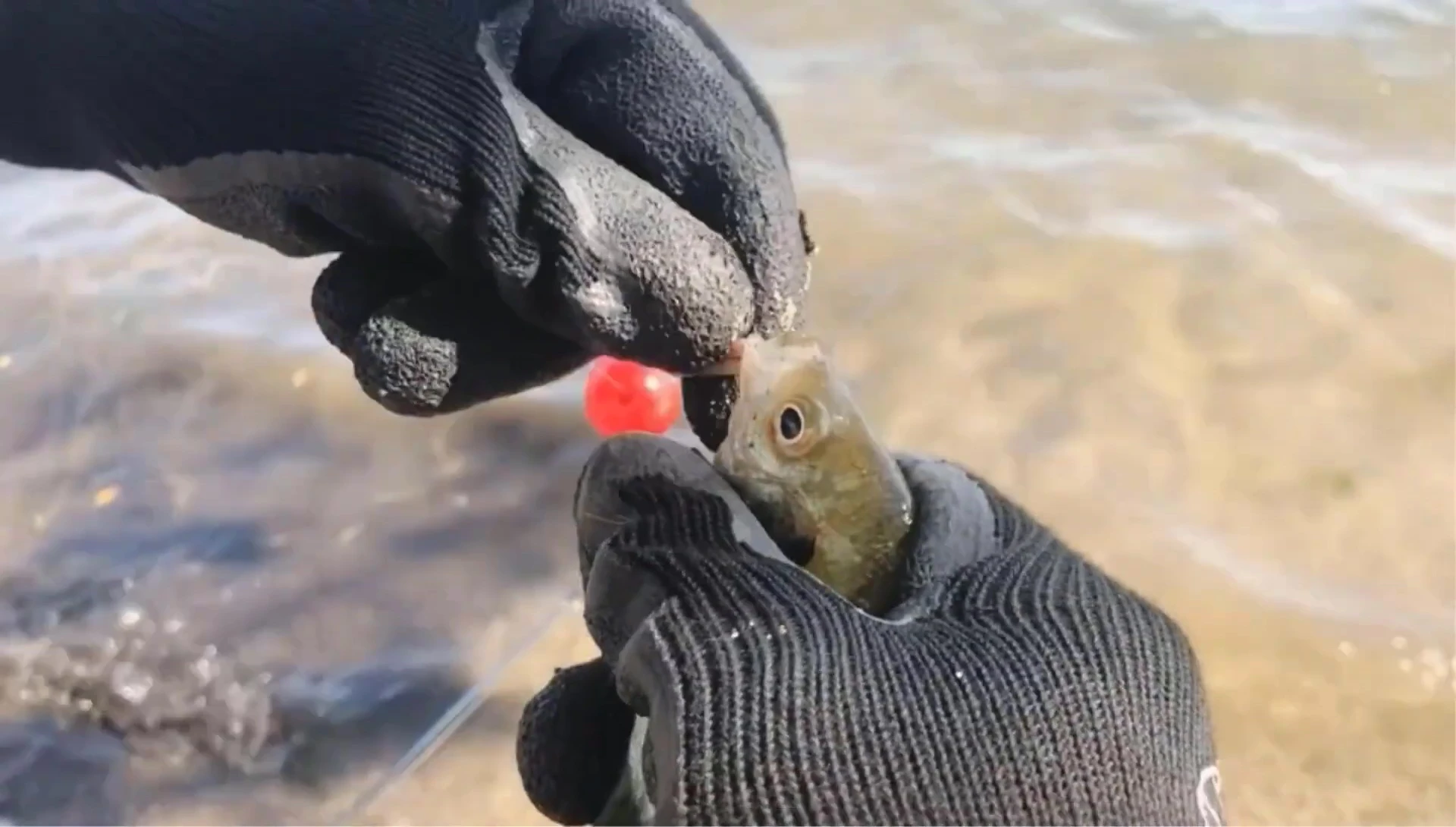 Someone wearing the gloves cleaning a fish