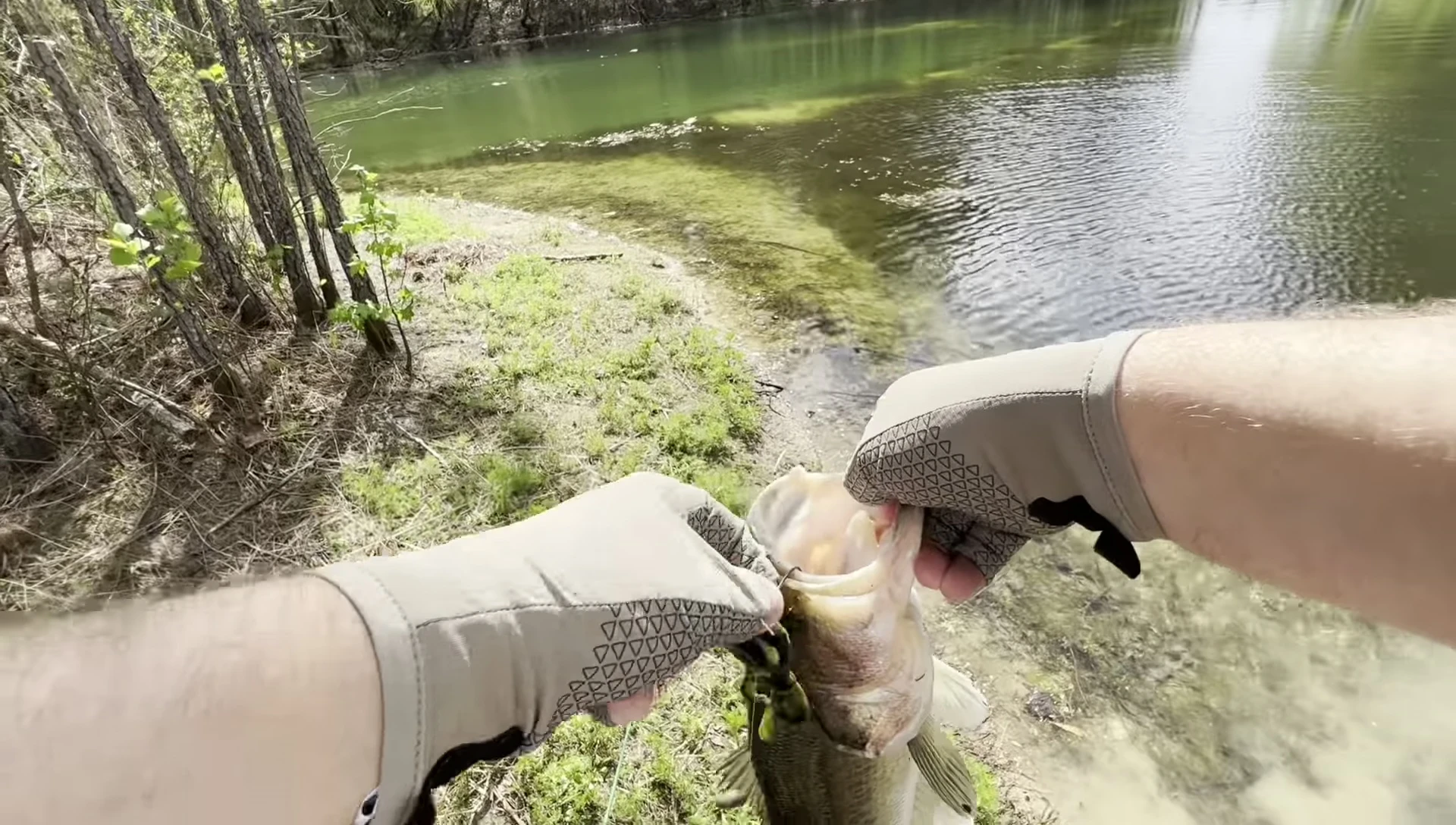A close up shot of the caught fish.