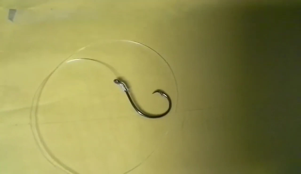 Shot showing various sizes of circle hooks