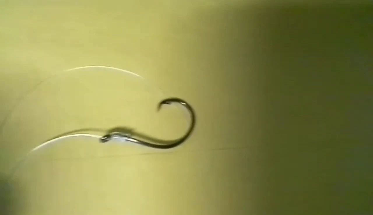 Image showcasing circle hooks in action