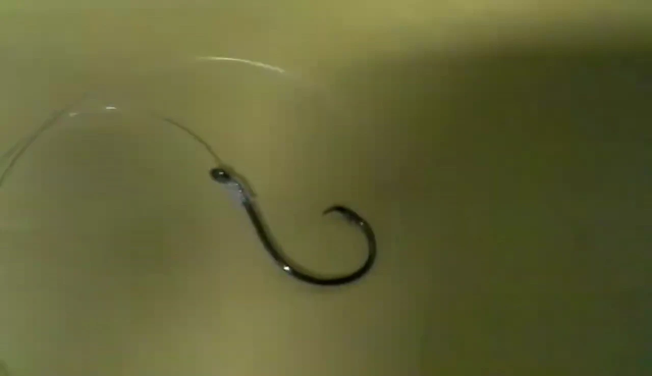 Scene showing river fishing