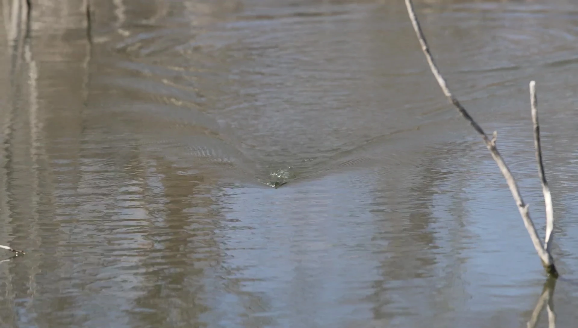The presenter demonstrating the retrieve technique for a toad bait.