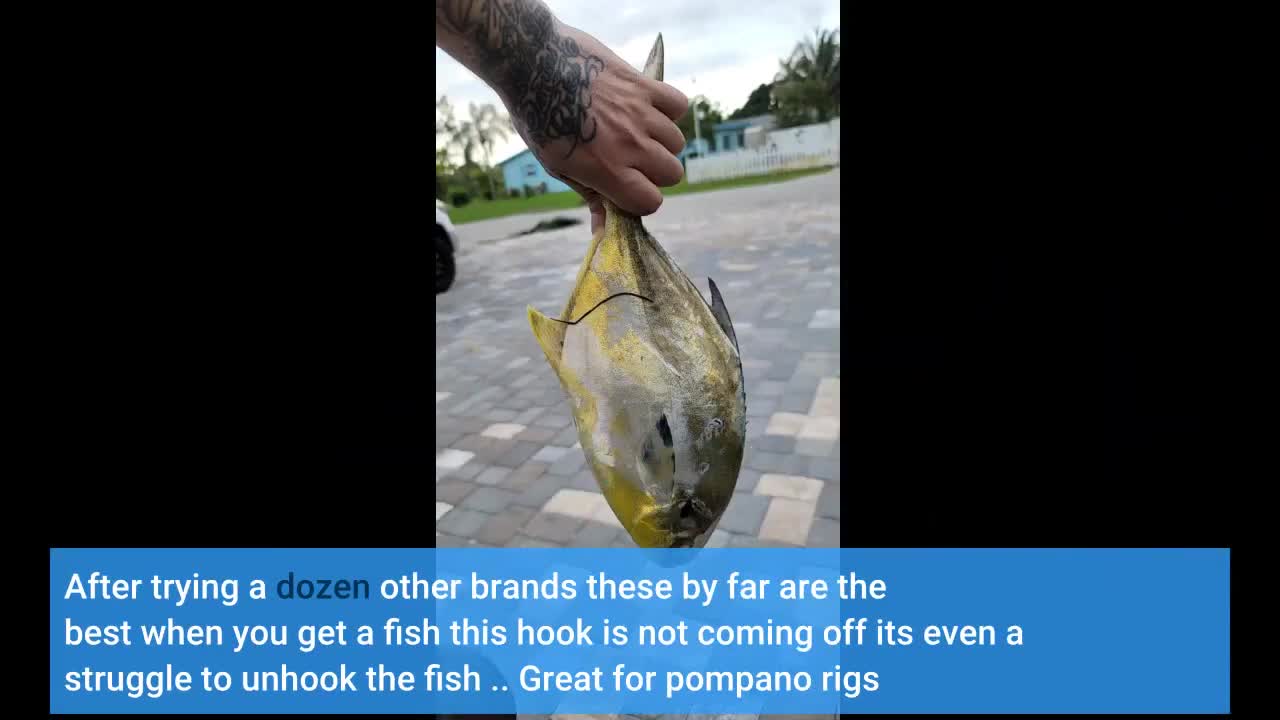 Close-up of a fish hooked on an Owner 5311 hook.