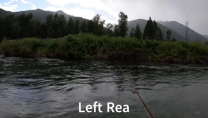 Identify feeding fish near the shoreline.