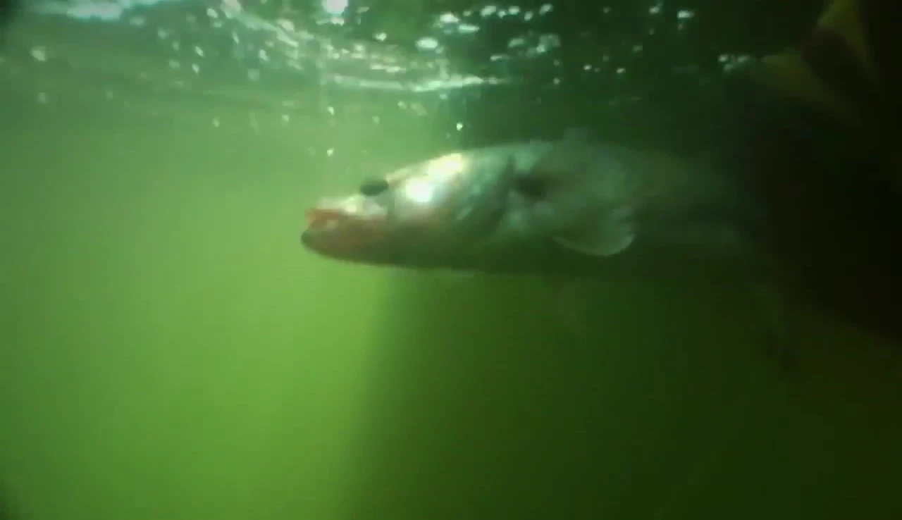 Successful fishing results with the prototype baits