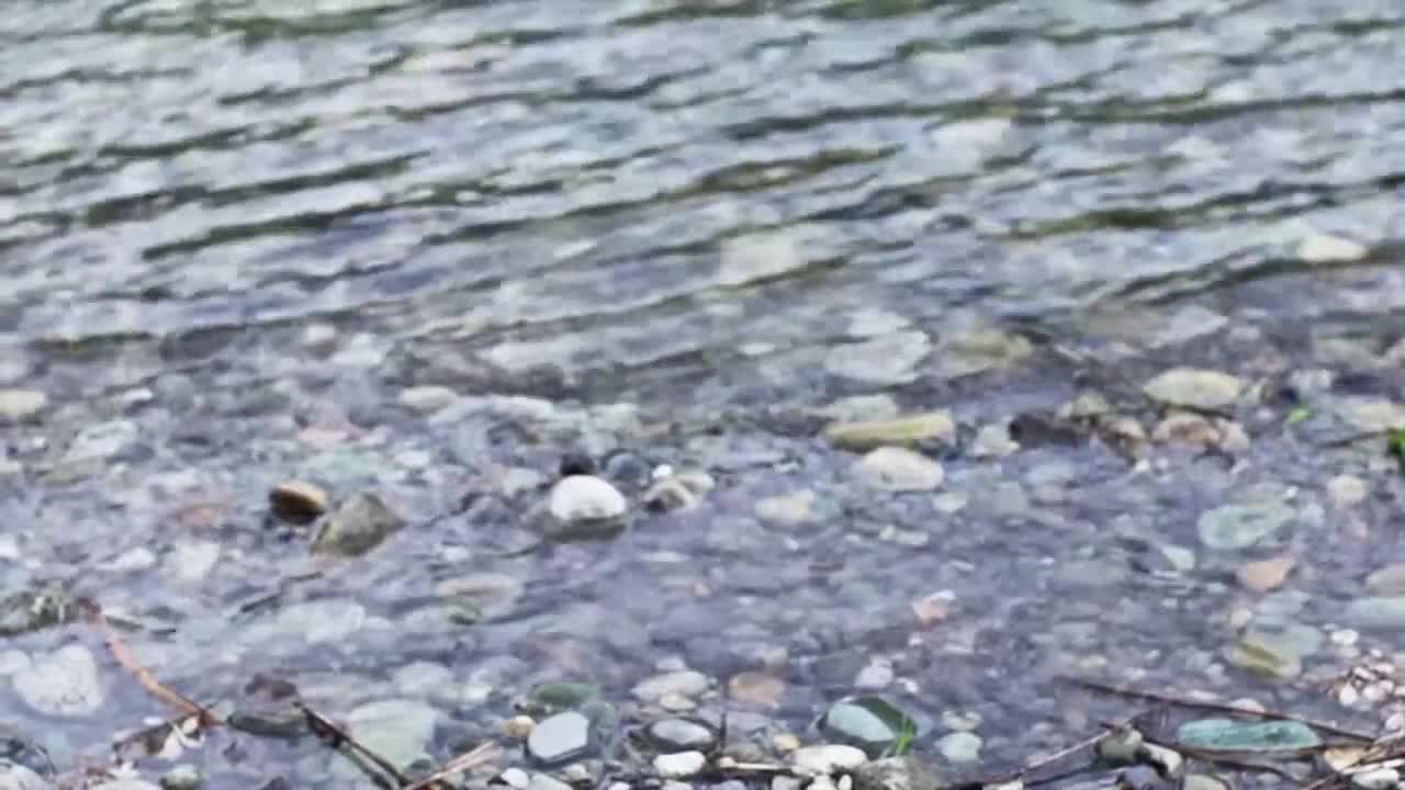 Tree trunks floating downriver