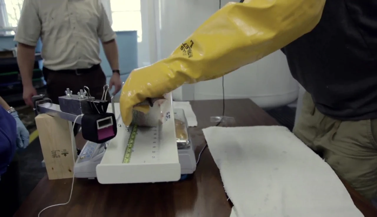 Scientists examining glove materials.